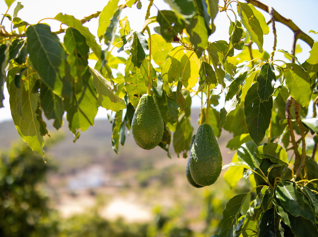 Finca Solmark景点图片