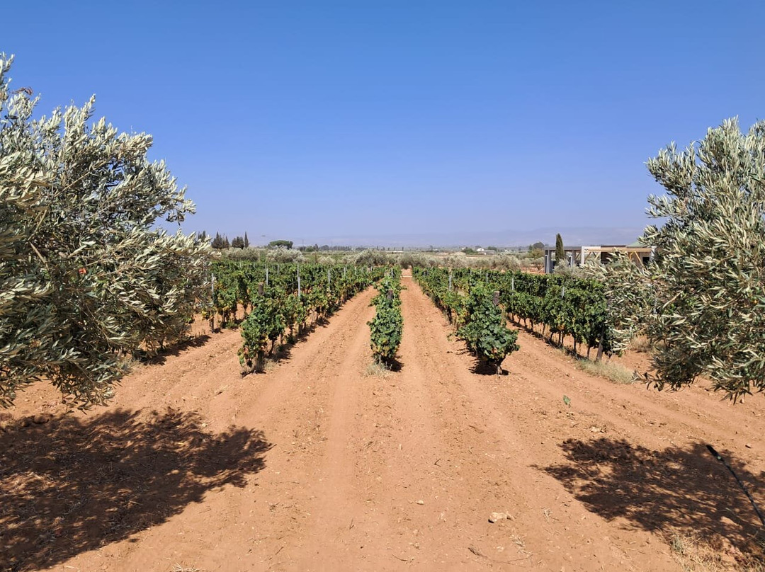 Azienda Agricola COS s.s.景点图片
