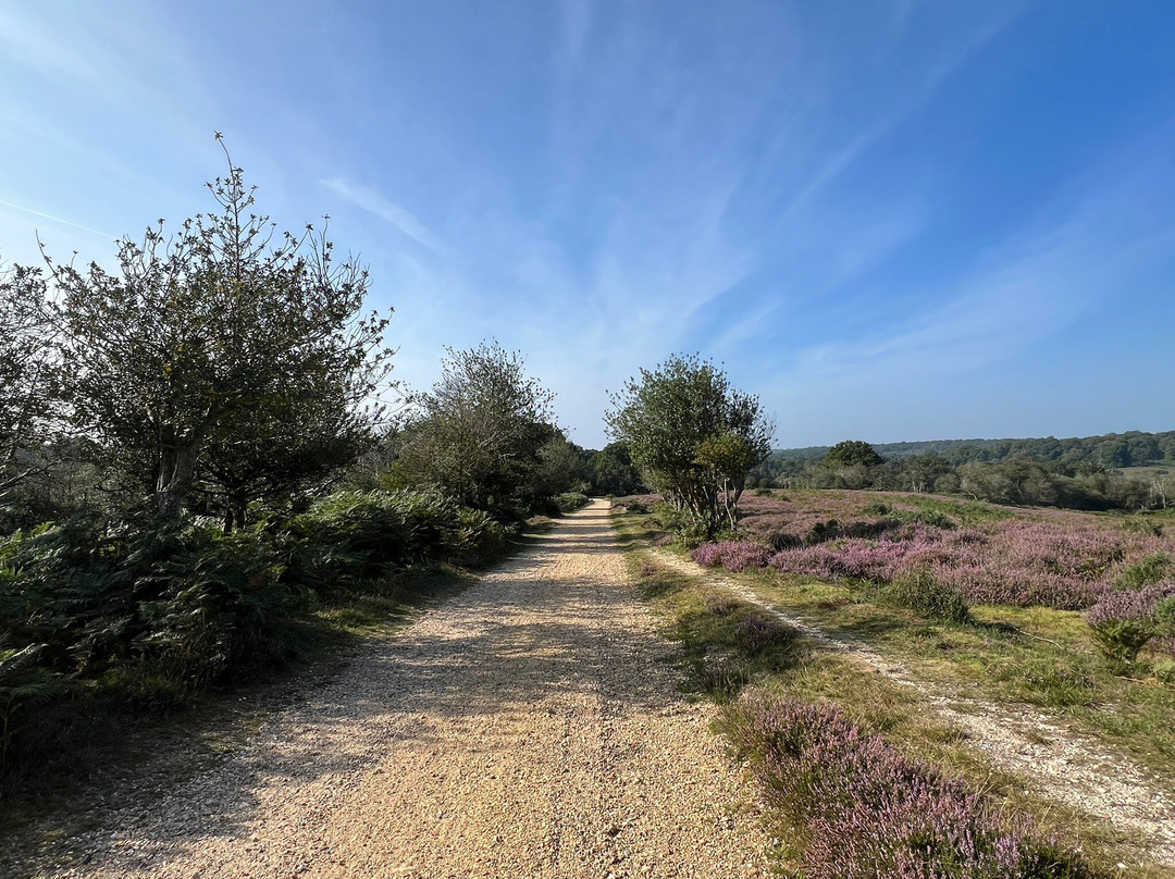 New Forest Cycling景点图片