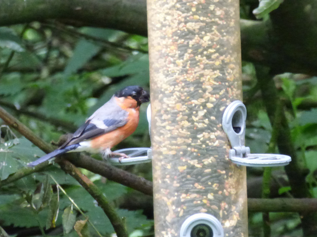Sculthorpe Moor Nature Reserve-Fakenham必去景点