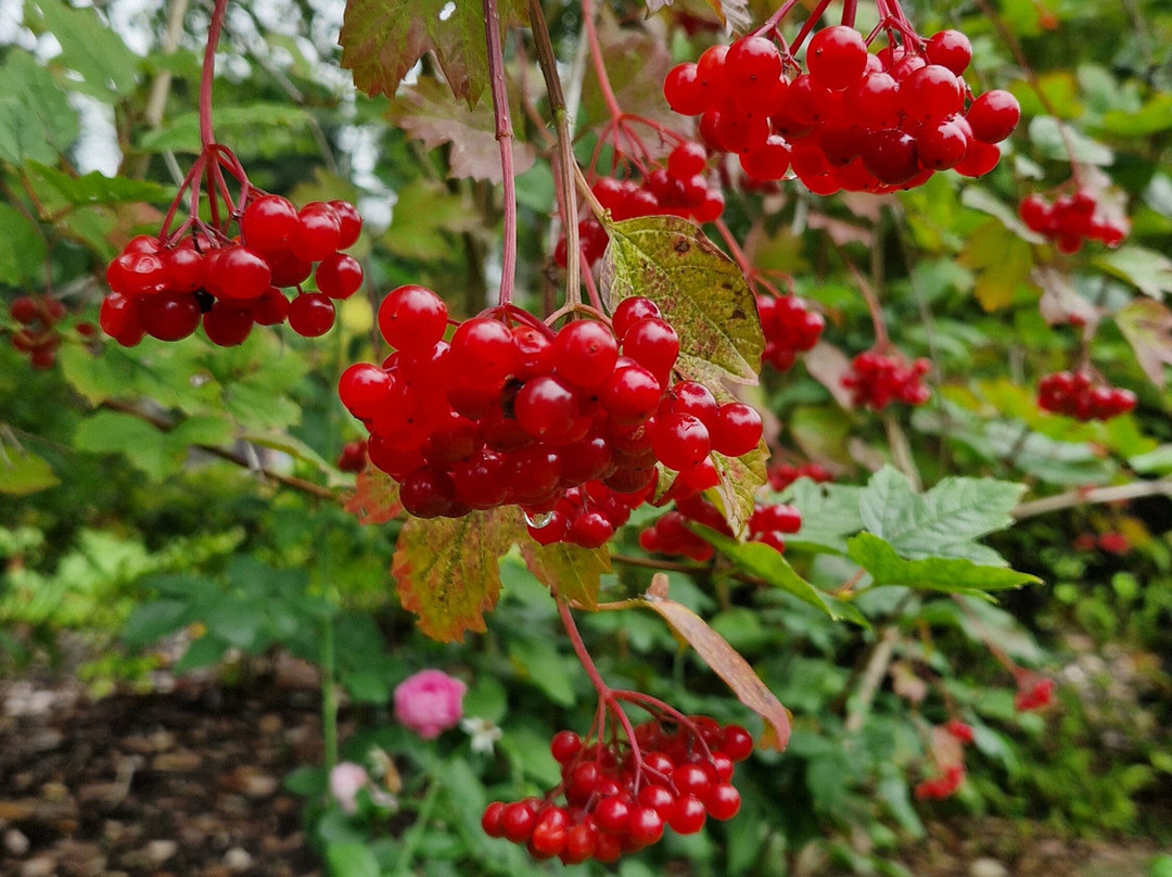 Holt - The Courts Garden near Trowbridge景点图片