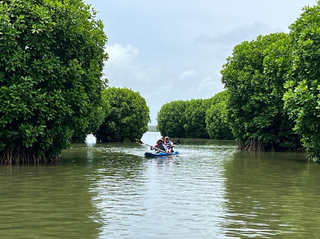 Mangrove vibes景点图片