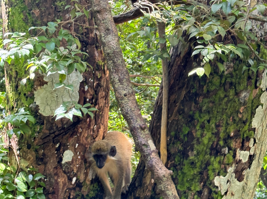Terrvette Tours & Taxi Service-Maynards必去景点