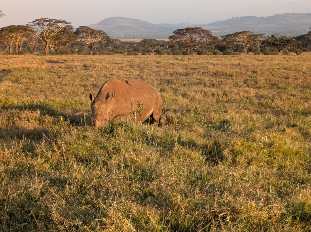 Lewa Wildlife Conservancy景点图片