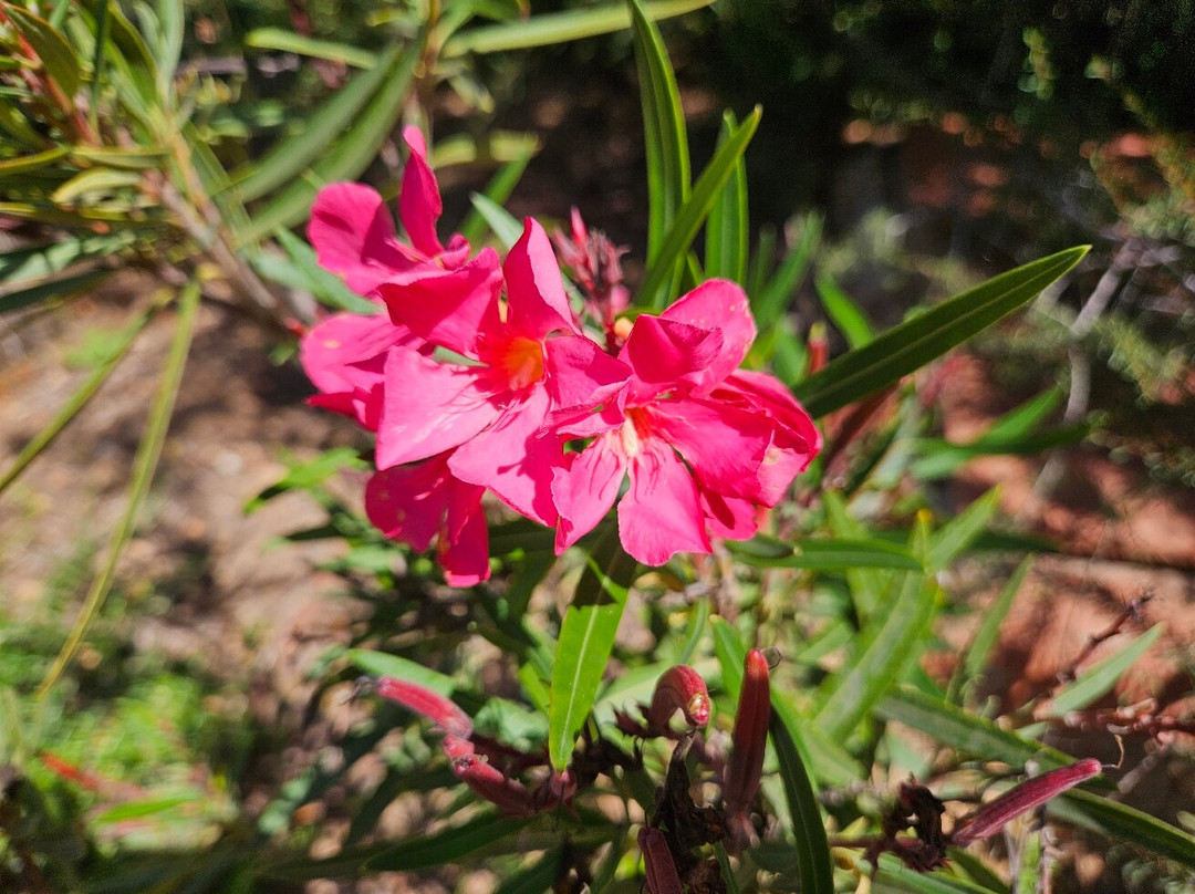 Ibiza Botánico Biotecnológico景点图片