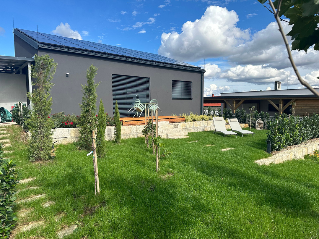 Vineyard 19