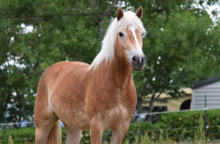 Equitation Chavetourte-Saint-Alban-Auriolles必去景点