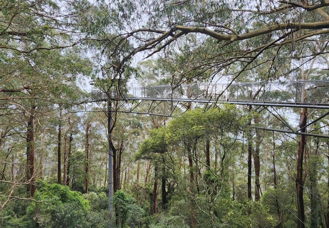 Illawarra Fly Treetop Walk景点图片