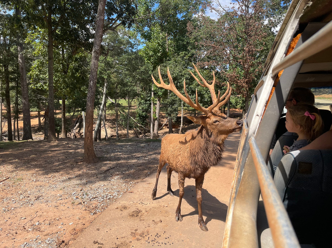 Wild Animal Safari-Pine Mountain必去景点