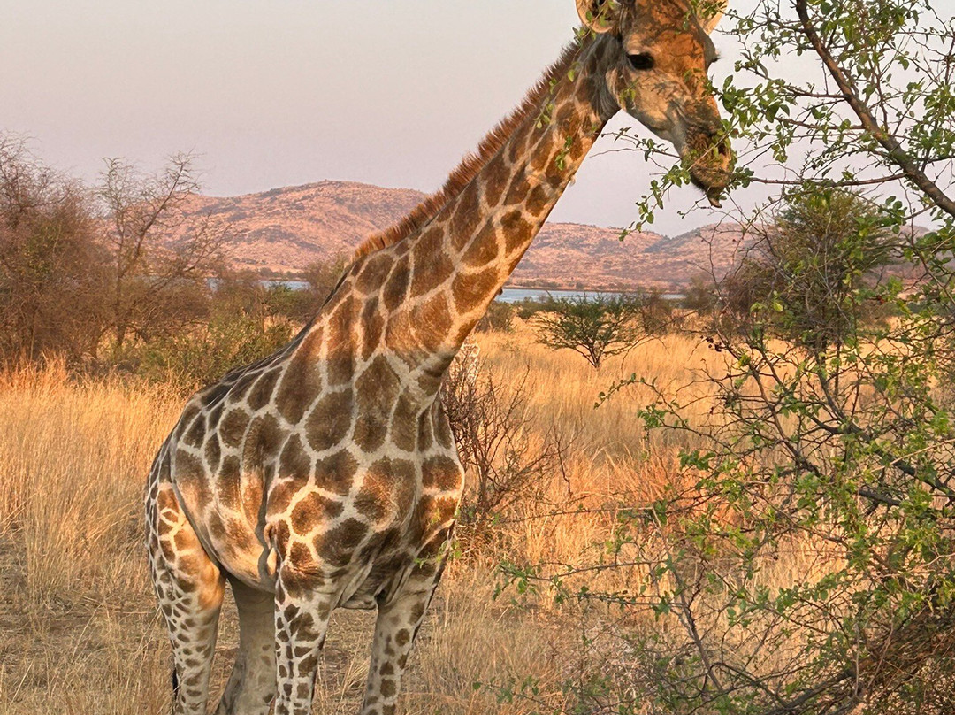 Ingrid's Safaris - Day Tour-约翰内斯堡必去景点