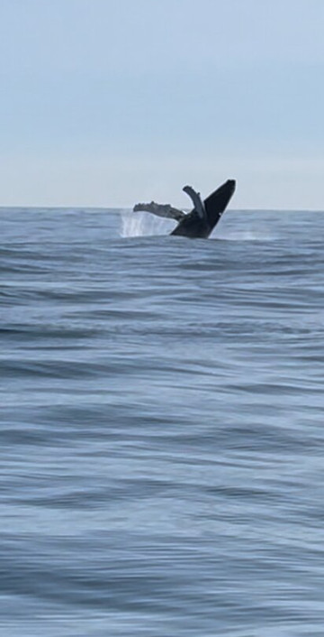 American Princess Cruises-布鲁克林必去景点