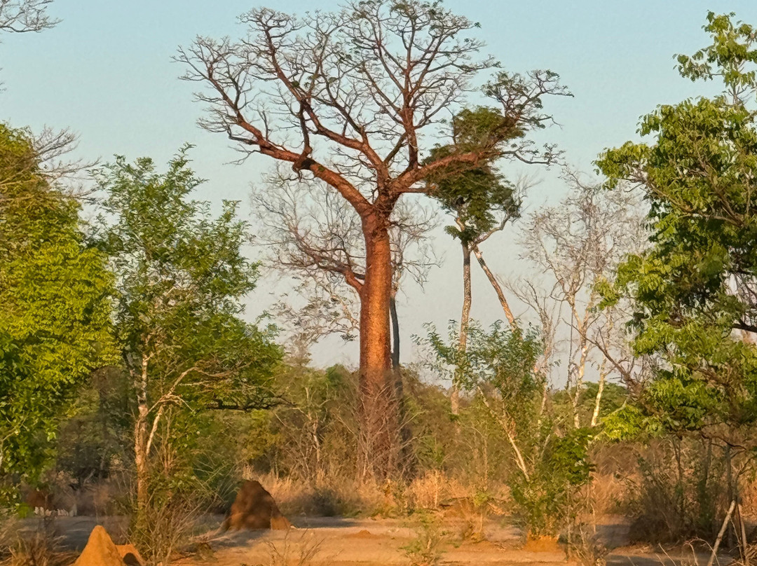 Tsingy de Namoroka National Park-Soalala必去景点