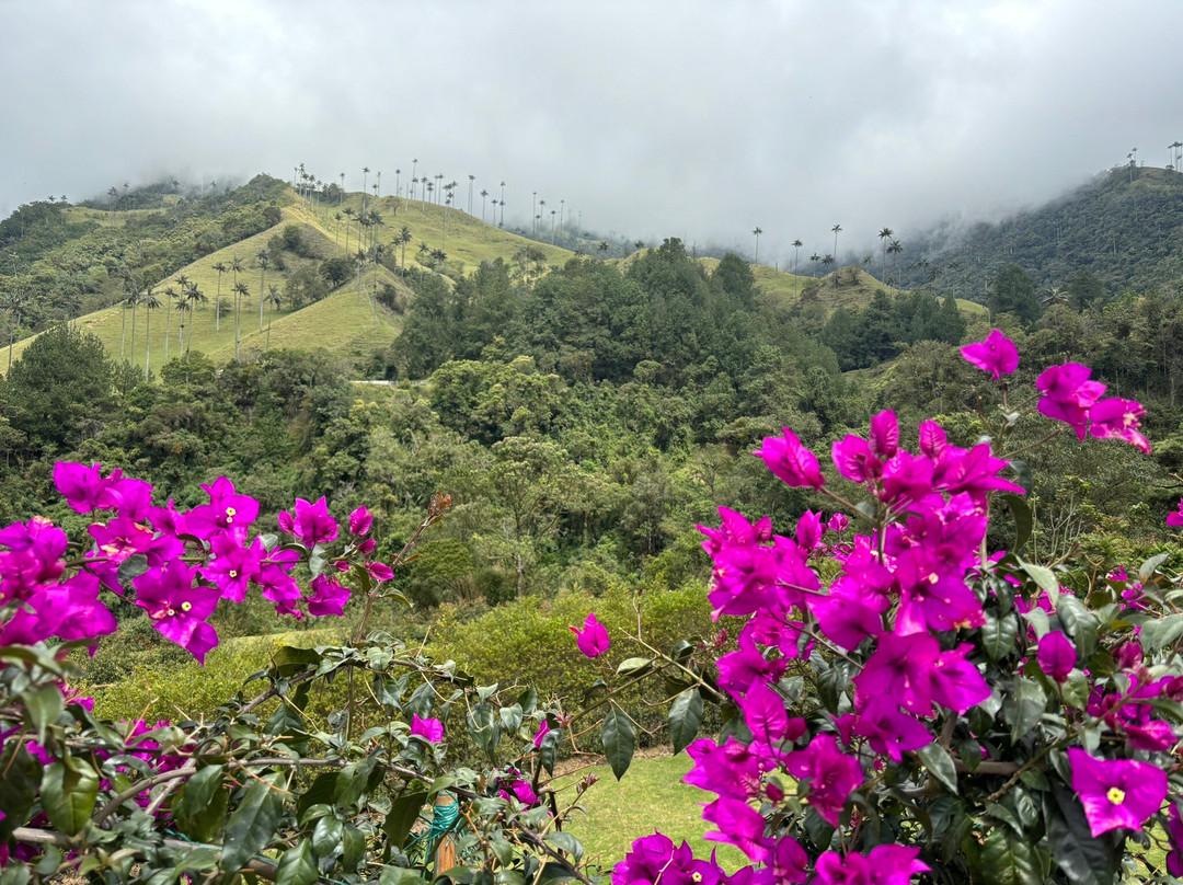 Valle De Cocora景点图片