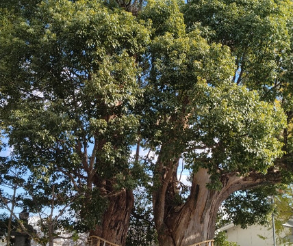 Fuji Hachimangu Shrine