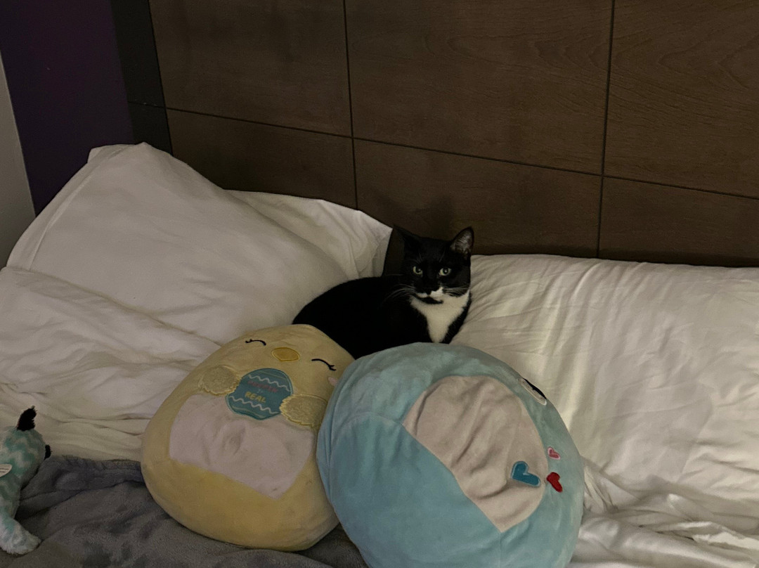 La Quinta Inn & Suites by Wyndham Baltimore N / White Marsh主图