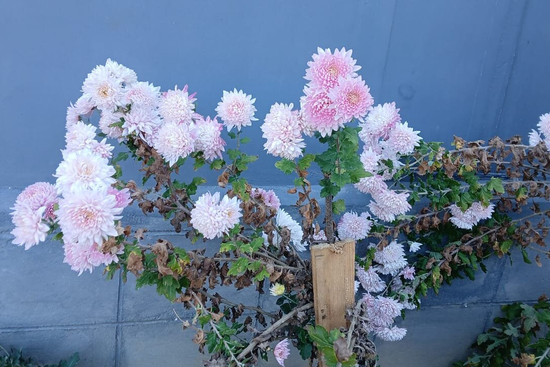 The Shire Resort & Bistro