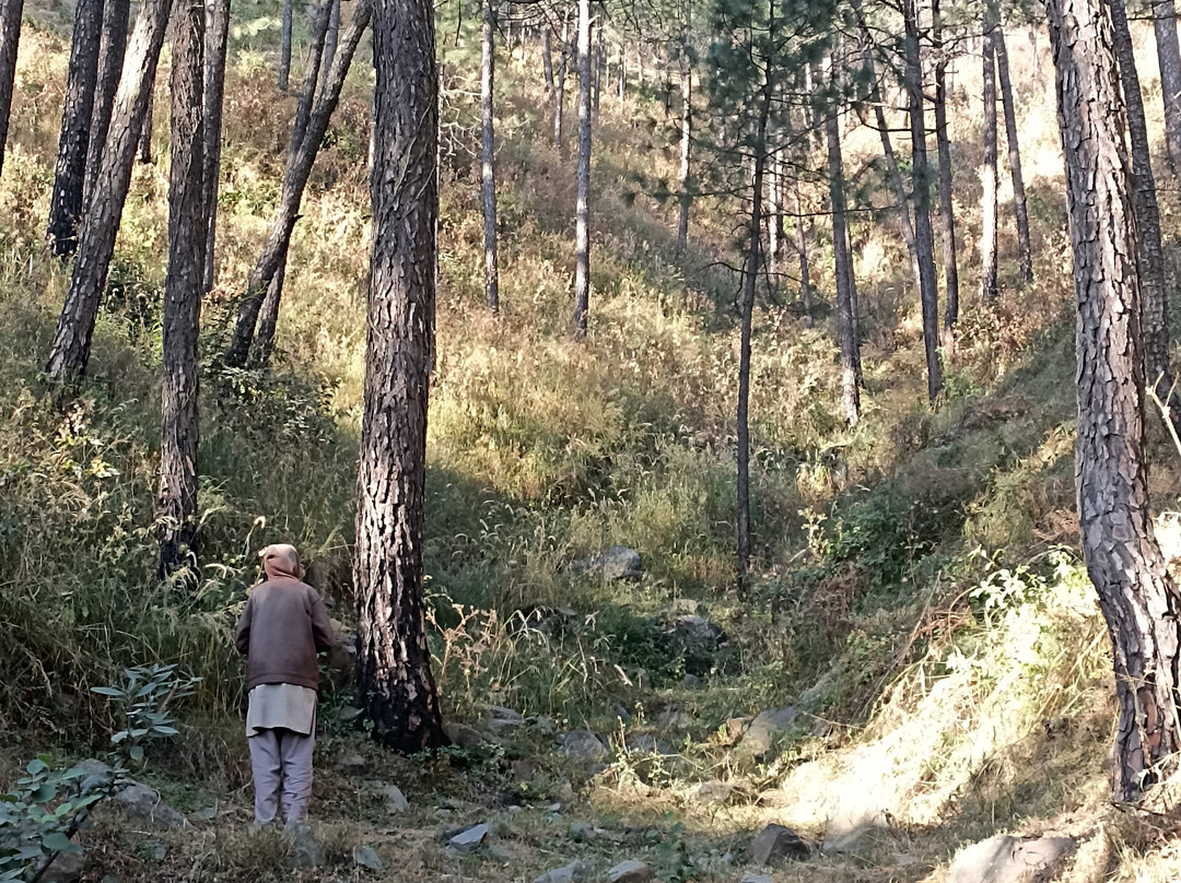 Kasauli Nature Walks With Vanita景点图片