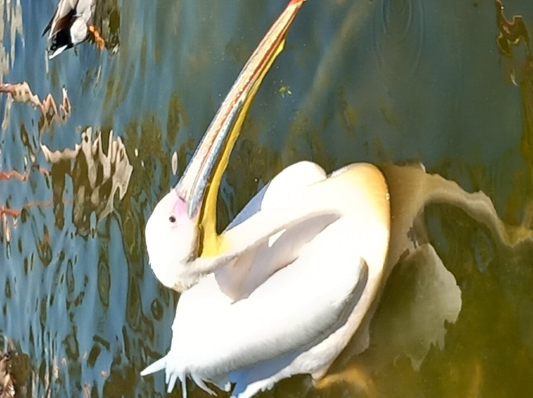 Al Areen Wildlife Park & Reserve-Zallaq必去景点