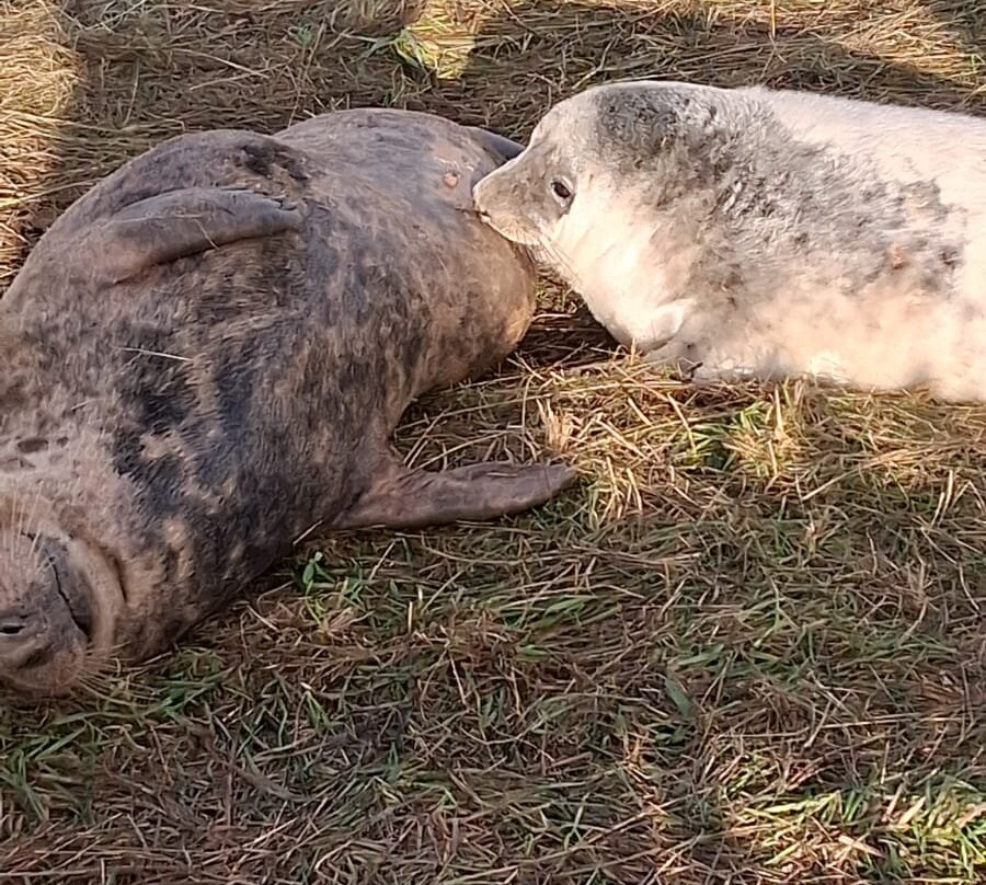 Donna Nook Nature Reserve景点图片