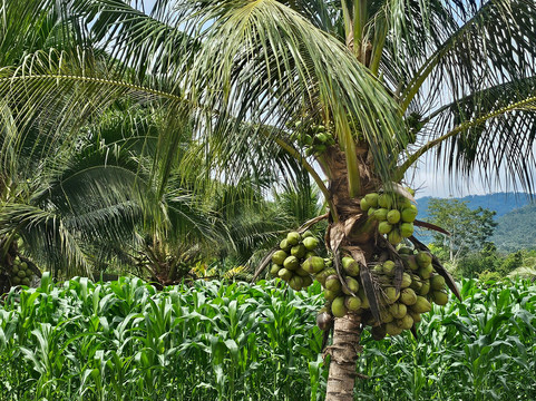 Yun Fook Trading (kolam Ikan)