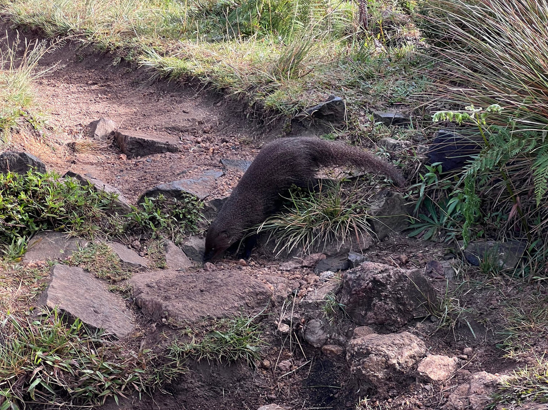 Chauffeur Prive Srilanka-奴娃拉伊利雅必去景点