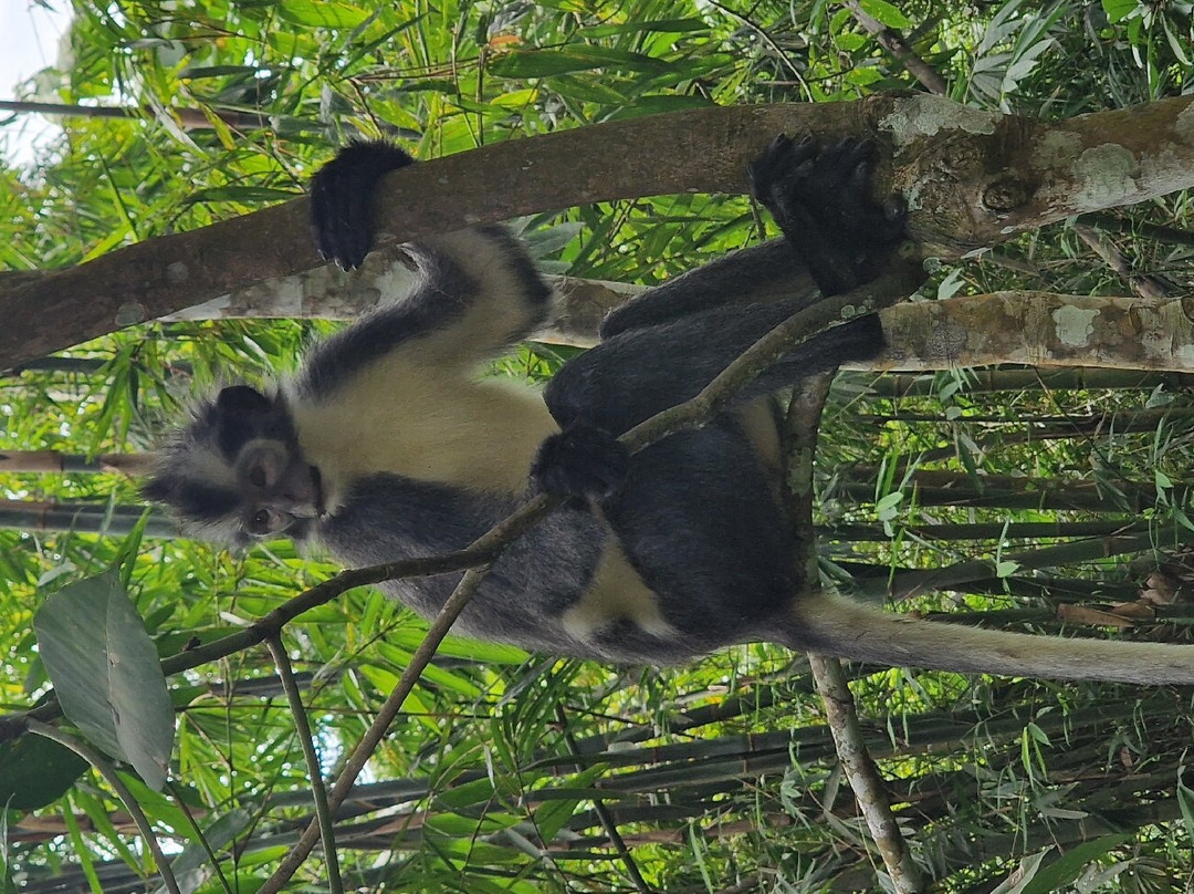 Indra Valley Inn Bukit Lawang主图