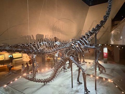 Lee Kong Chian Natural History Museum-新加坡必去景点