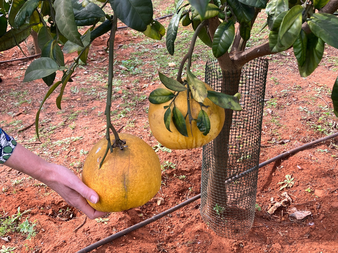 Gospa Citrus S.L.-Mairena del Alcor必去景点