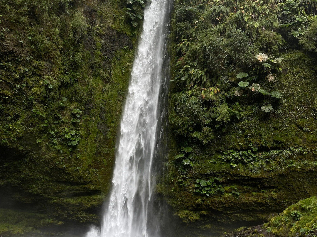 Canopy Chile-巴拉斯港必去景点