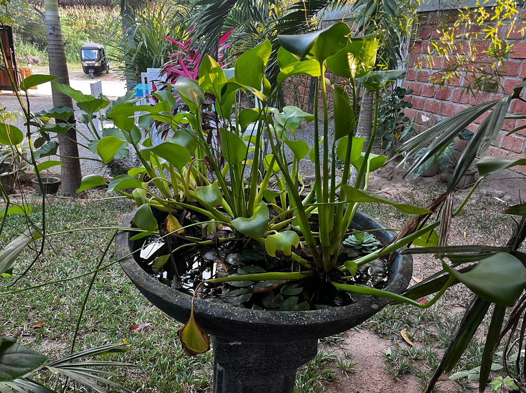 Turtle Paradise主图