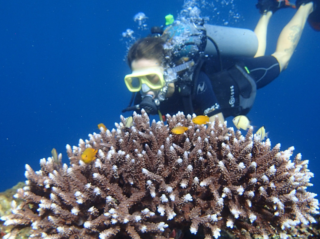 Green Dive-塔拉瓦环礁必去景点