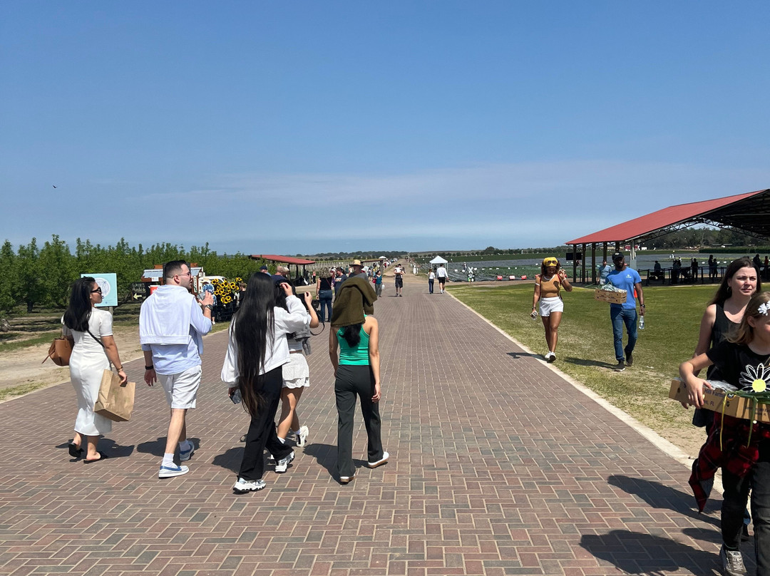 Southern Hill Farms-Clermont必去景点