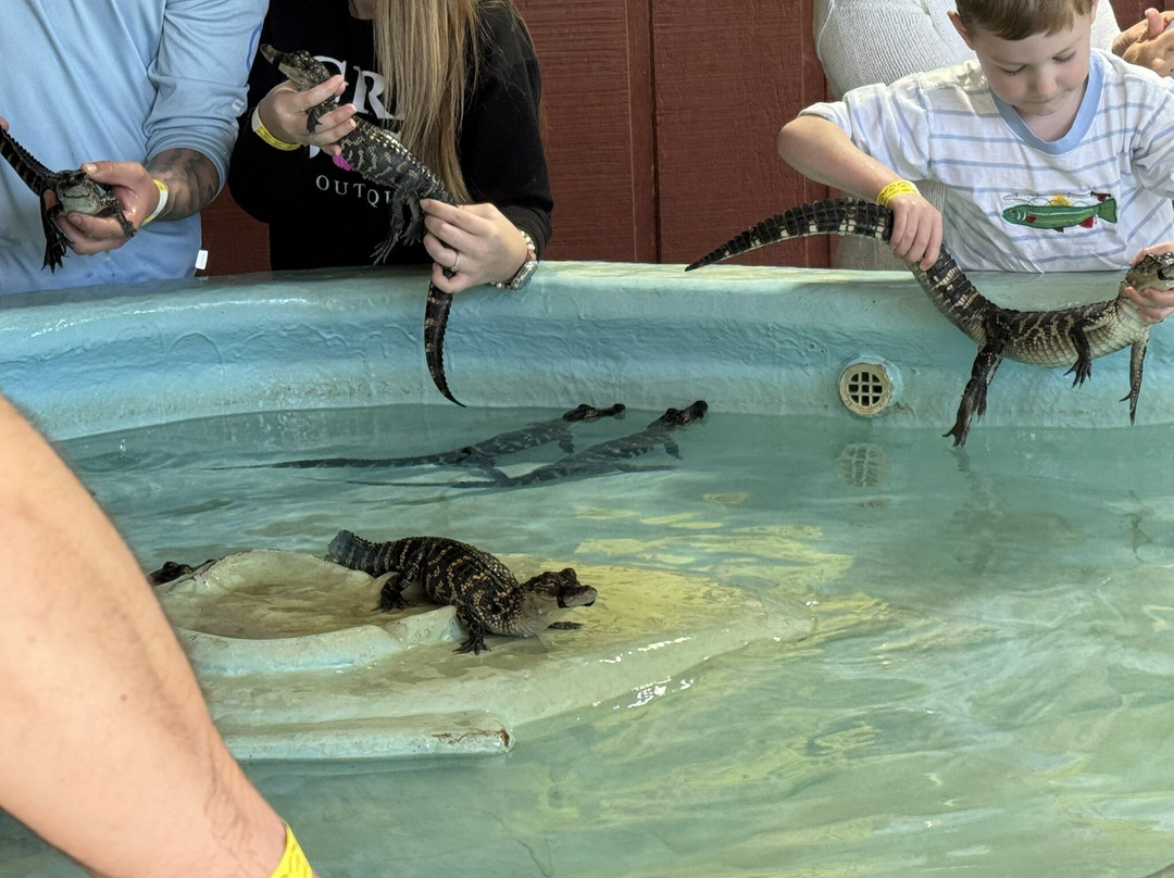Insta-Gator Ranch & Hatchery-卡温顿必去景点