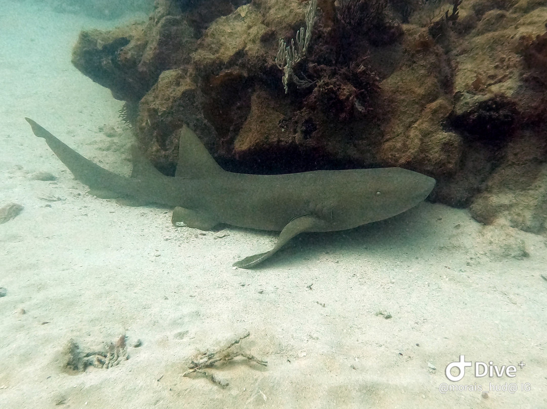 Scubacaribe Boa Vista-博阿维斯塔必去景点