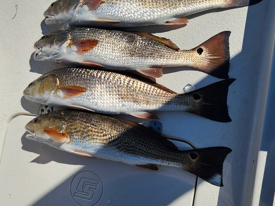 Reel Action Fishing Charters-美特尔海滩必去景点