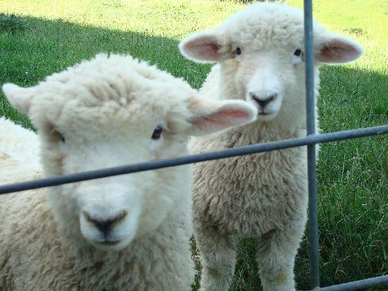 Tapanui Country Home主图