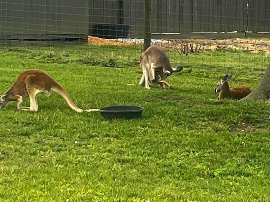 Alabama Safari Park景点图片