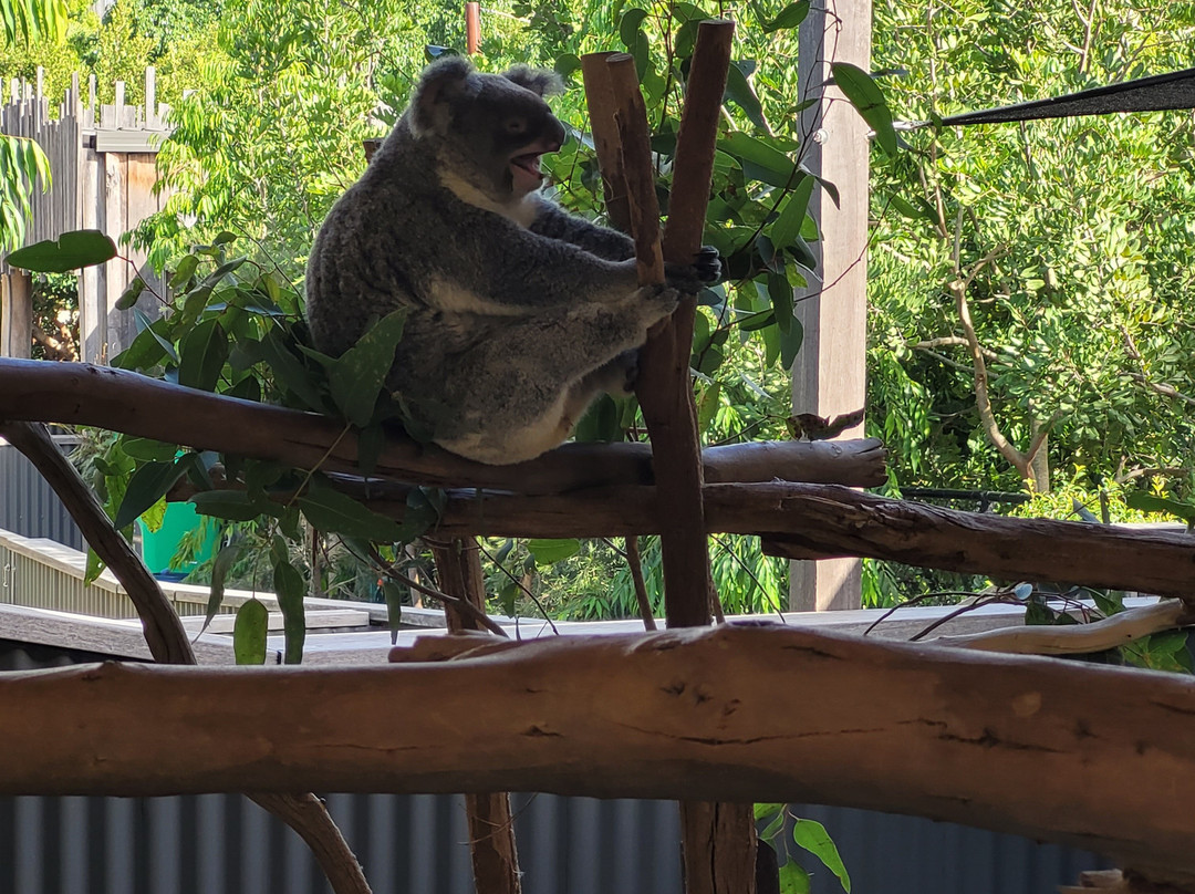 Sydney Zoo-布莱克敦必去景点