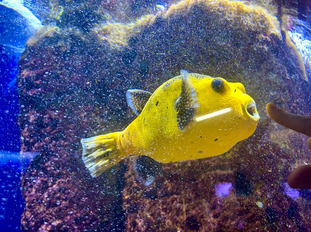 Aquarium Oniria景点图片