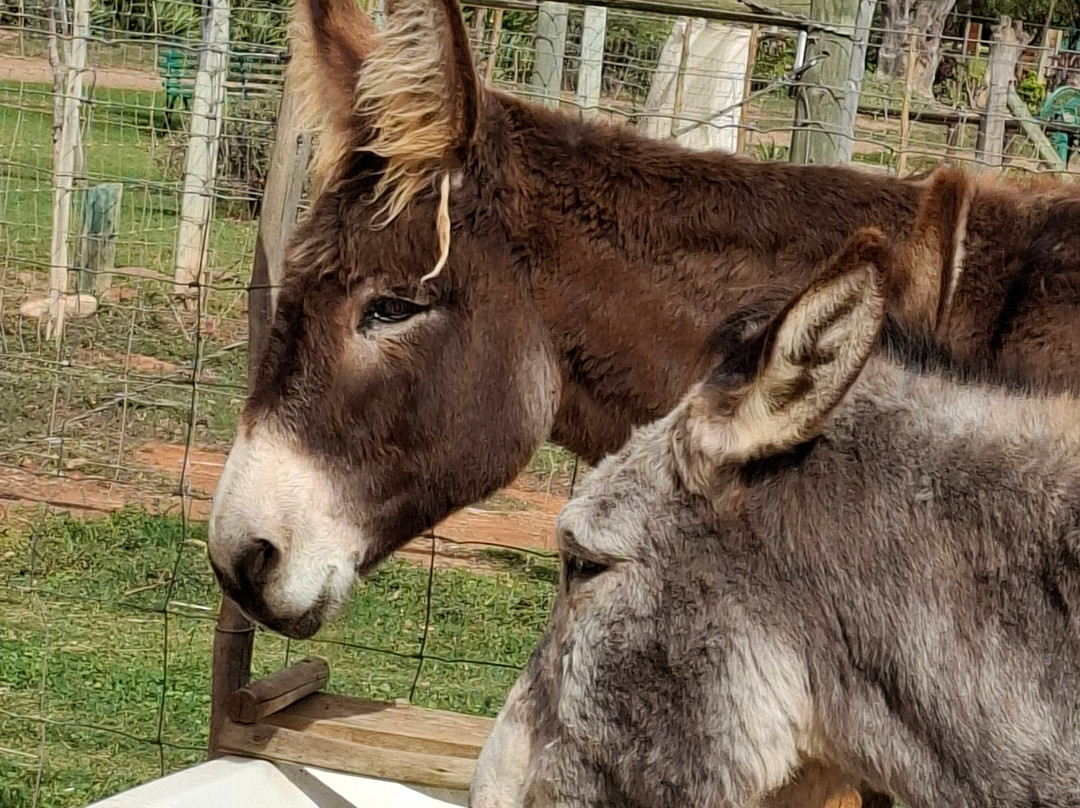 Eseltjiesrus Donkey Sanctuary-McGregor必去景点