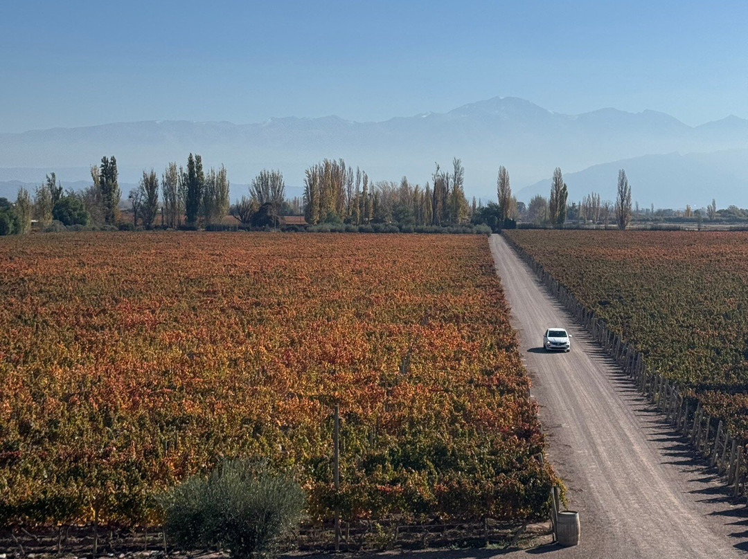 Bodegas Belasco de Baquedano景点图片
