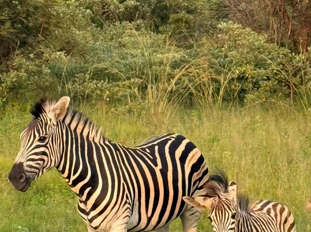 Honeyguide Ranger Camp-Entabeni Game Reserve必去景点