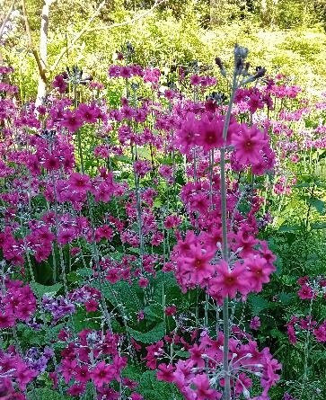 Nearly Lost Garden