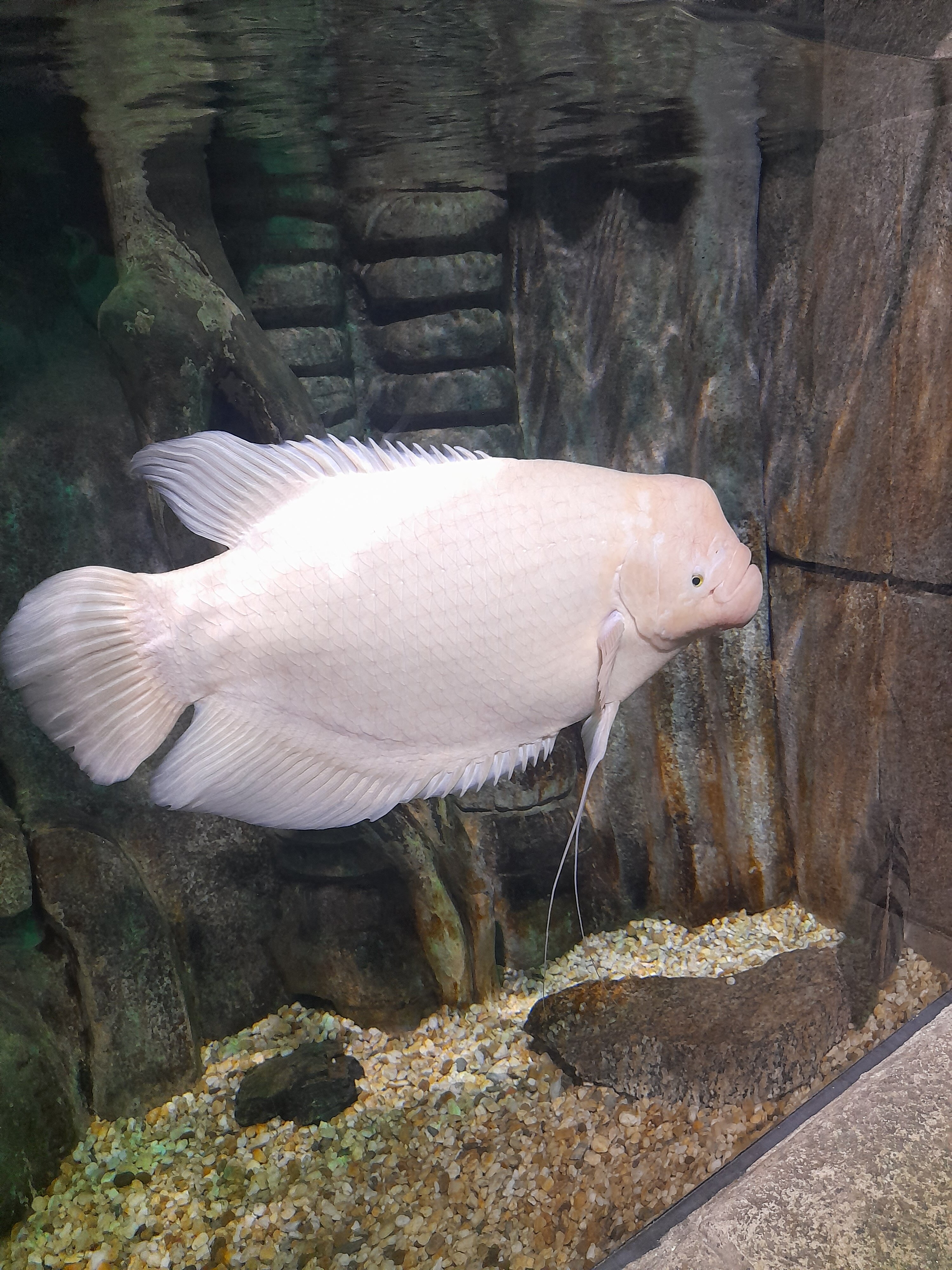 Oceanic Aquarium用户实拍