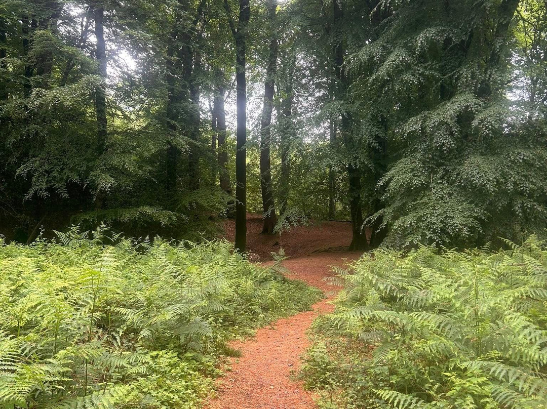 Thorncombe Woods Local Nature Reserve景点图片