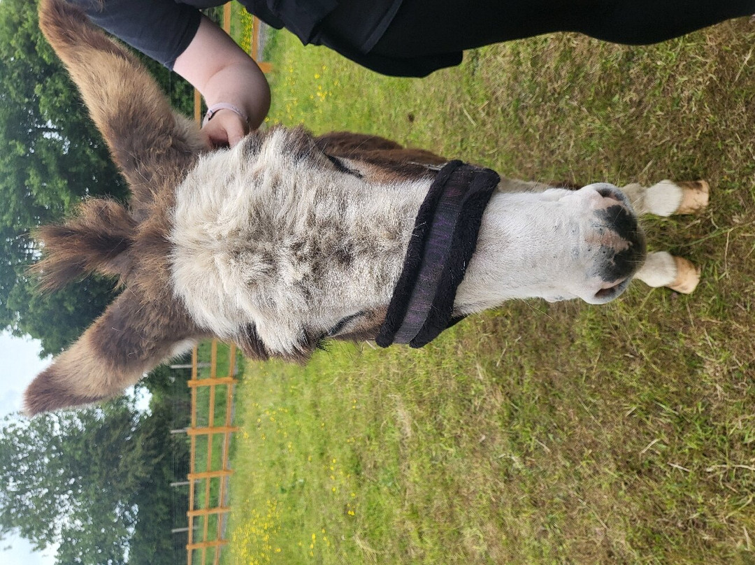 Tickhill Alpacas景点图片