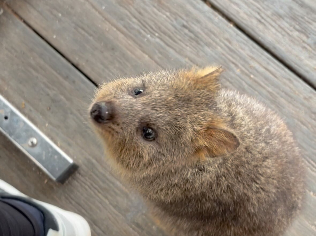 Rottnest Island Visitor Centre景点图片