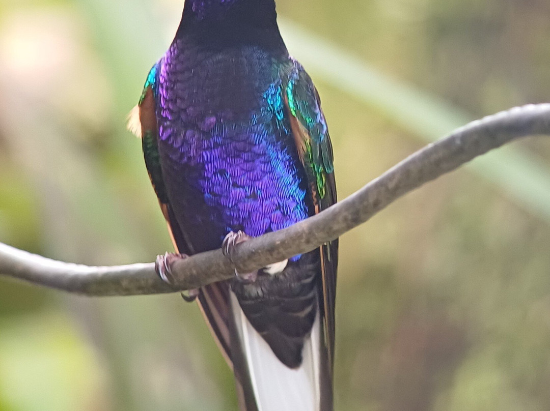 Costa Rica Focus景点图片