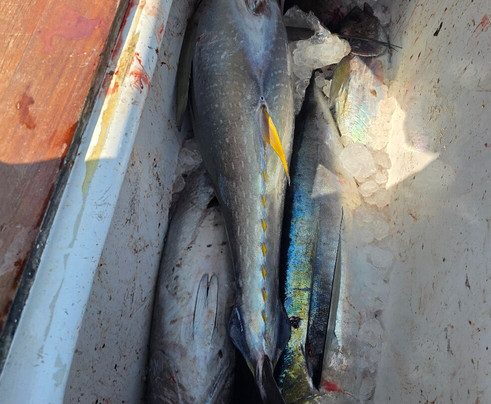 Corolla Bait and Tackle-卡罗拉必去景点