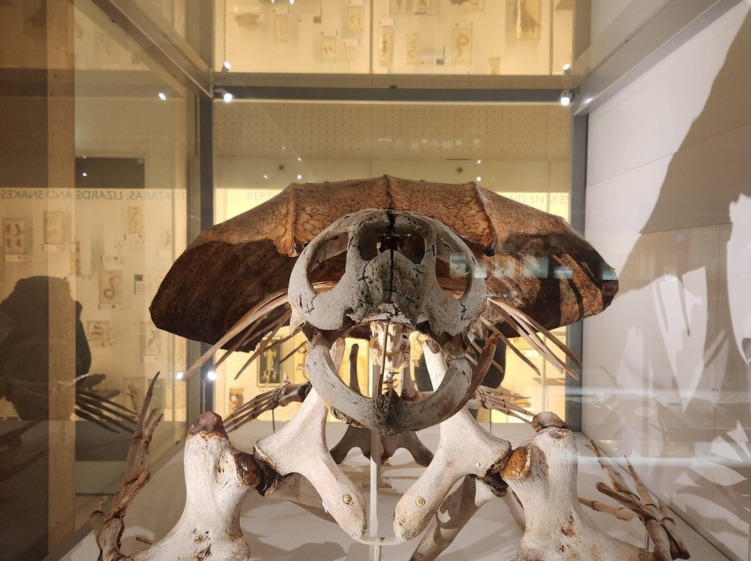 University Museum of Zoology-剑桥必去景点